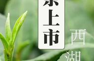 西湖龙井新茶上市，品味春天的第一杯鲜爽