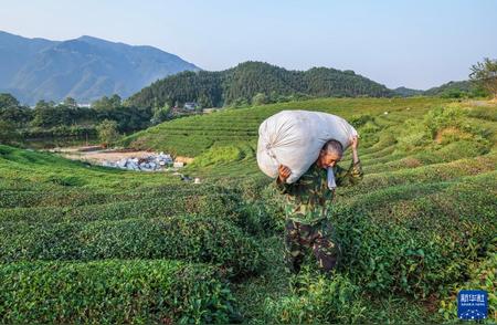 浙江建德：夏日茶韵丰收喜悦