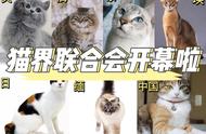 全球猫咪概览：你的“大佬”来自哪个国家？