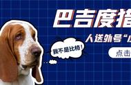 巴吉度猎犬：耳朵成为“小飞象”的降落伞