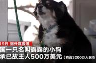 美国牧羊犬成狗界首富，继承主人3200万元遗产