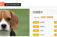 全面解析比格猎犬：你了解多少？