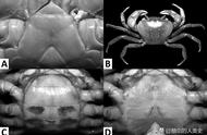 南海溪蟹：动物界全系列中的近溪蟹亚科成员