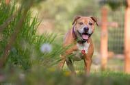 比特犬：真正的战斗犬之王