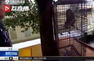 揭秘：男子酒后买猕猴当宠物，背后的法律与风险