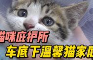 揭秘猫咪庇护所：一次温馨的车底救援行动