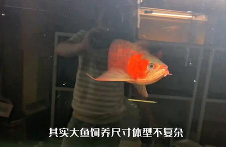 龙鱼饲养：掌握食量的诀窍