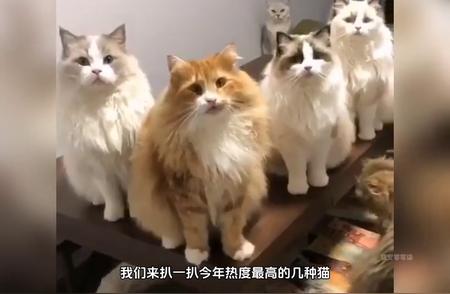 今年最受欢迎的猫咪排行榜揭晓！你家猫上榜了吗？