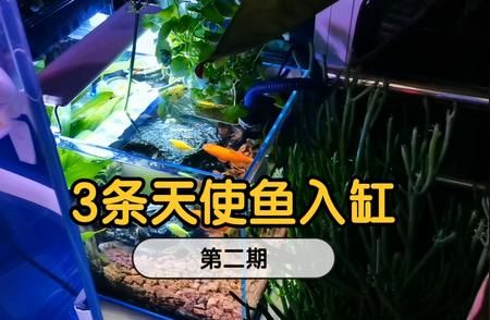 天使鱼混养初探：与众不同的水族伙伴如何相处？