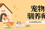 宠物驯养师的作用及重要性