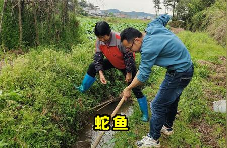 大雨过后奇遇记：水沟里发现的神秘蛇鱼！