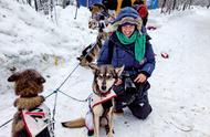 雪橇犬激烈角逐：一场意志与速度的较量