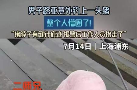 上海惊现钓鱼奇闻：男子钓起一头活猪！