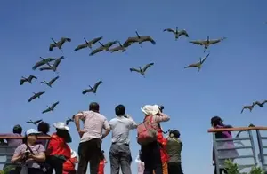 东营文旅假期热闹非凡，民俗非遗一网打尽！