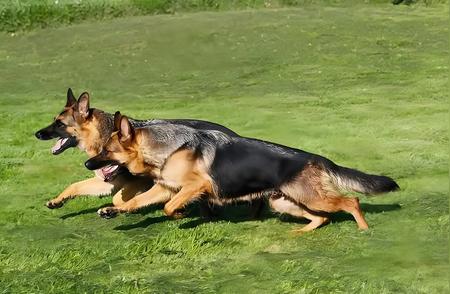 全球十大猛犬排行榜揭晓