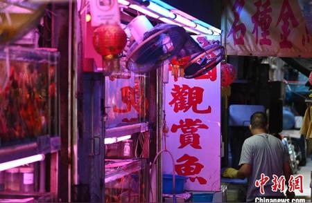 探访香港神秘金鱼街，水族风情尽显闹市魅力