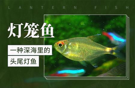 深海神秘生物：灯笼鱼的奇妙之旅