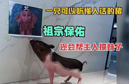 超神奇宠物猪揭秘：它能听懂人类言语？！