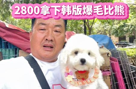 2800元拥有韩版比熊，品质超乎想象！