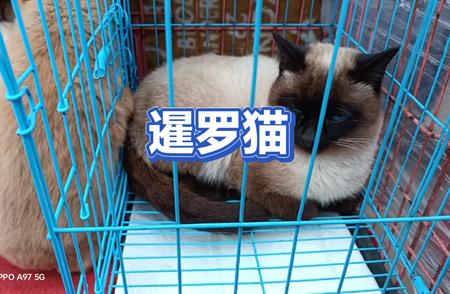 揭秘暹罗猫的魅力：价格、品种特点全解析