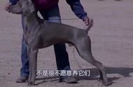 汪星人威玛猎犬：深入了解这一独特品种