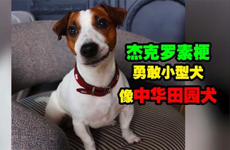 杰克罗素梗犬：警犬界的佼佼者