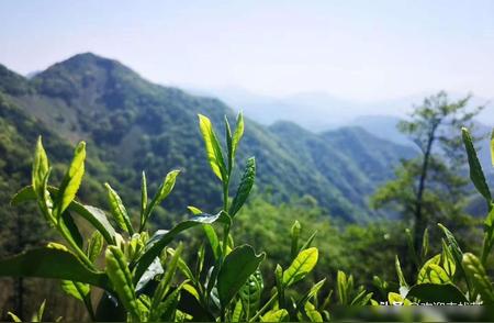 太平猴魁：独特的茶叶品种介绍