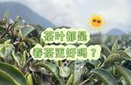 春茶真的比其它茶叶更好吗？绿茶、红茶、白茶、乌龙茶的全面解析