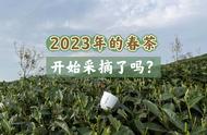 今日立春：2023年春茶开采将受哪些因素影响？