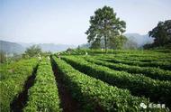 中国世博会上的十大茶叶——润思祁门红茶