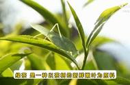 绿茶：一种健康的绿色选择