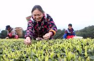 健康生活从喝茶开始！每天一杯这3种养生茶，让你身体健康无病痛。