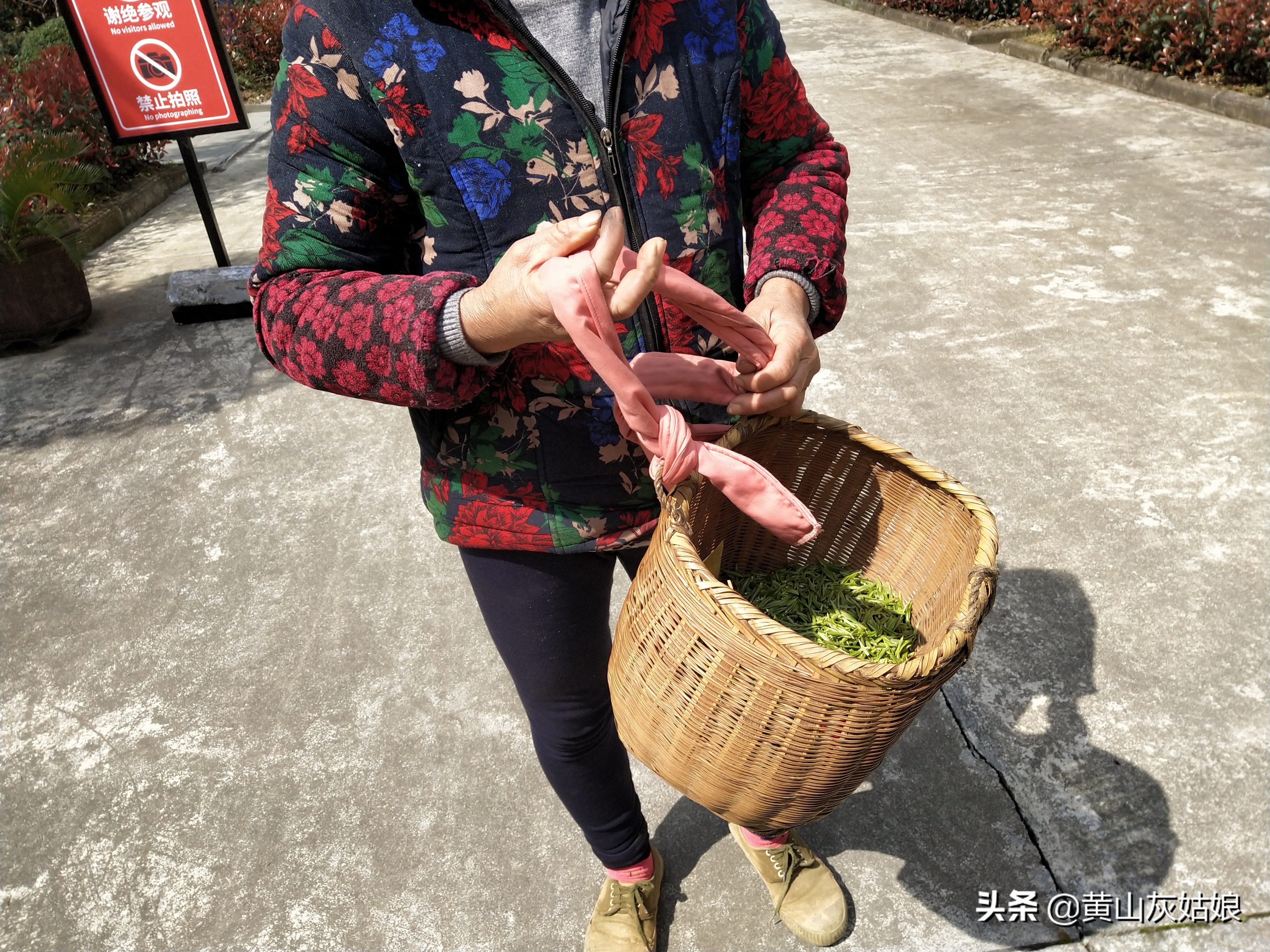 中国十大名茶-黄山毛峰，原产地富溪高山茶园正式开采