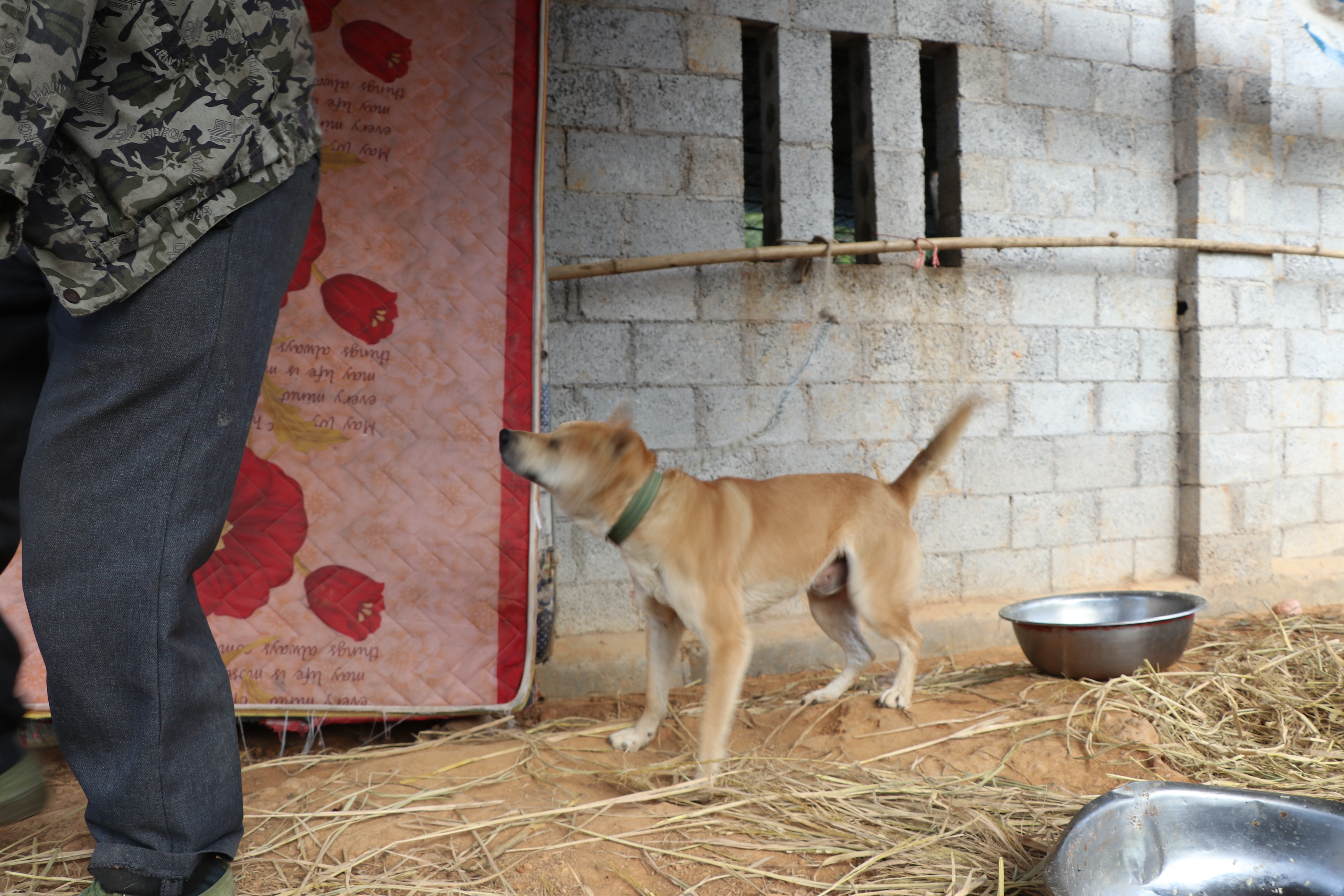 土猎中华田园犬专辑：可打猎，可看家护院，忠诚爱主