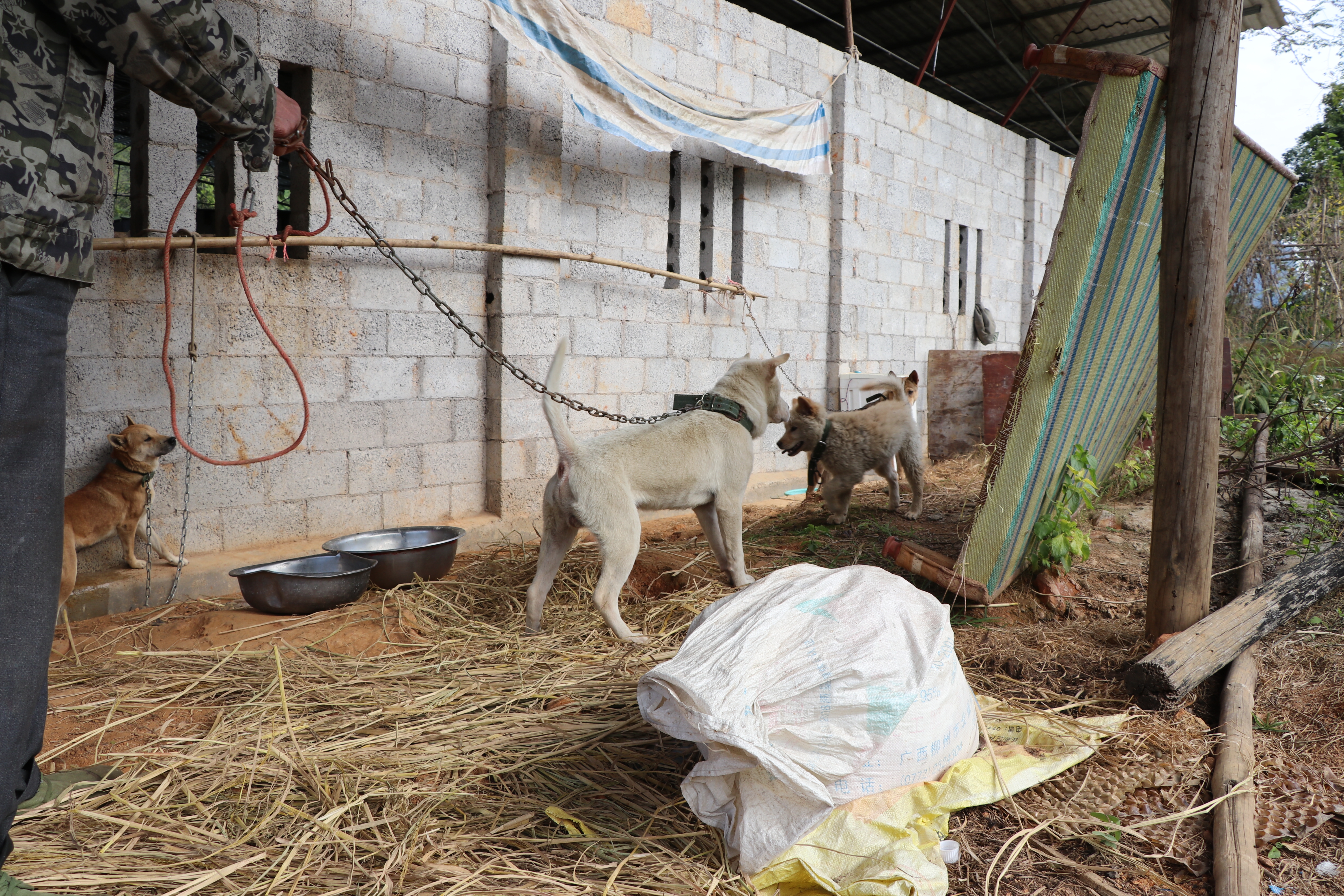 土猎中华田园犬专辑：可打猎，可看家护院，忠诚爱主