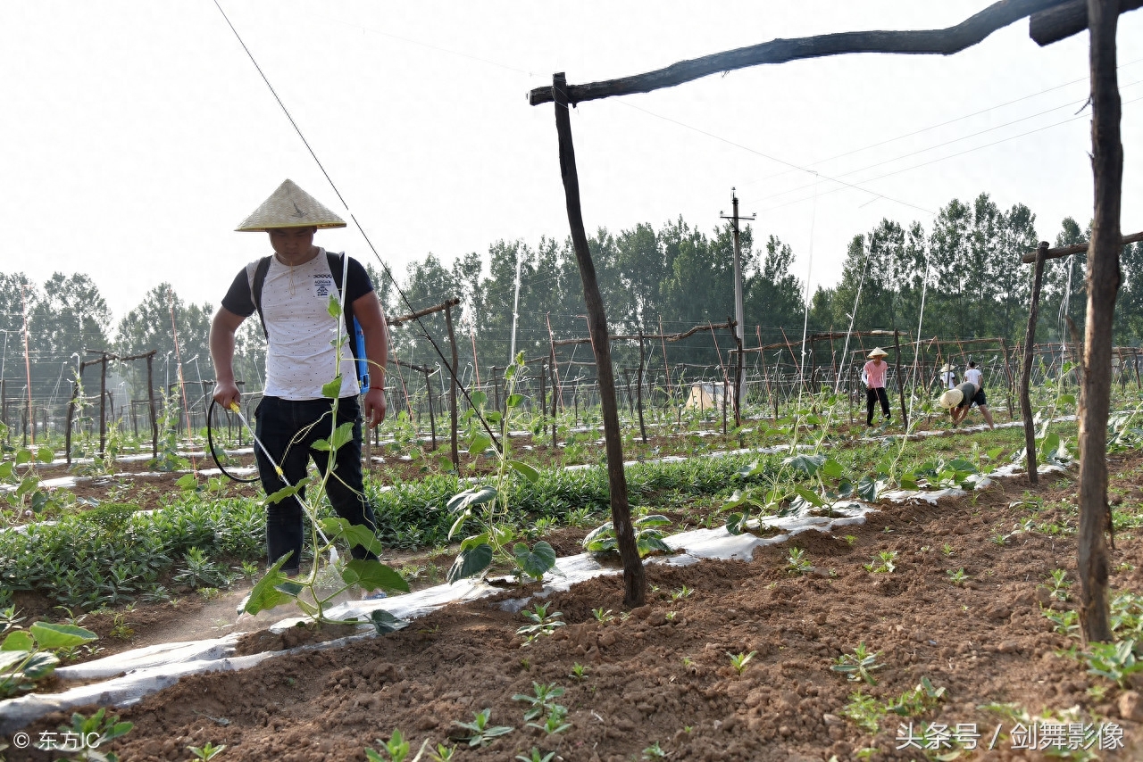 八个“葫芦娃” 返乡创业忙，种植文玩葫芦，畅销全国