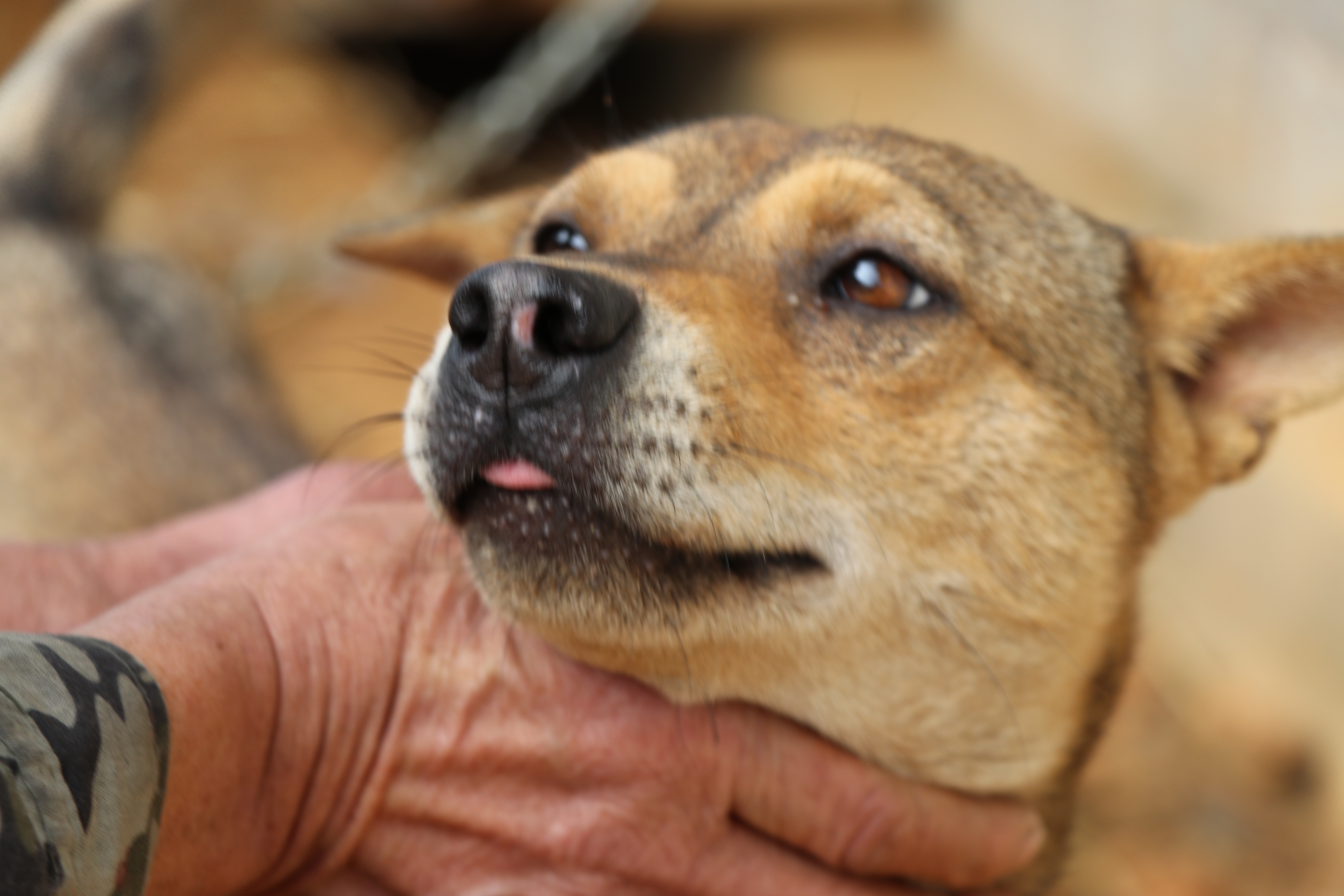 土猎中华田园犬专辑：可打猎，可看家护院，忠诚爱主