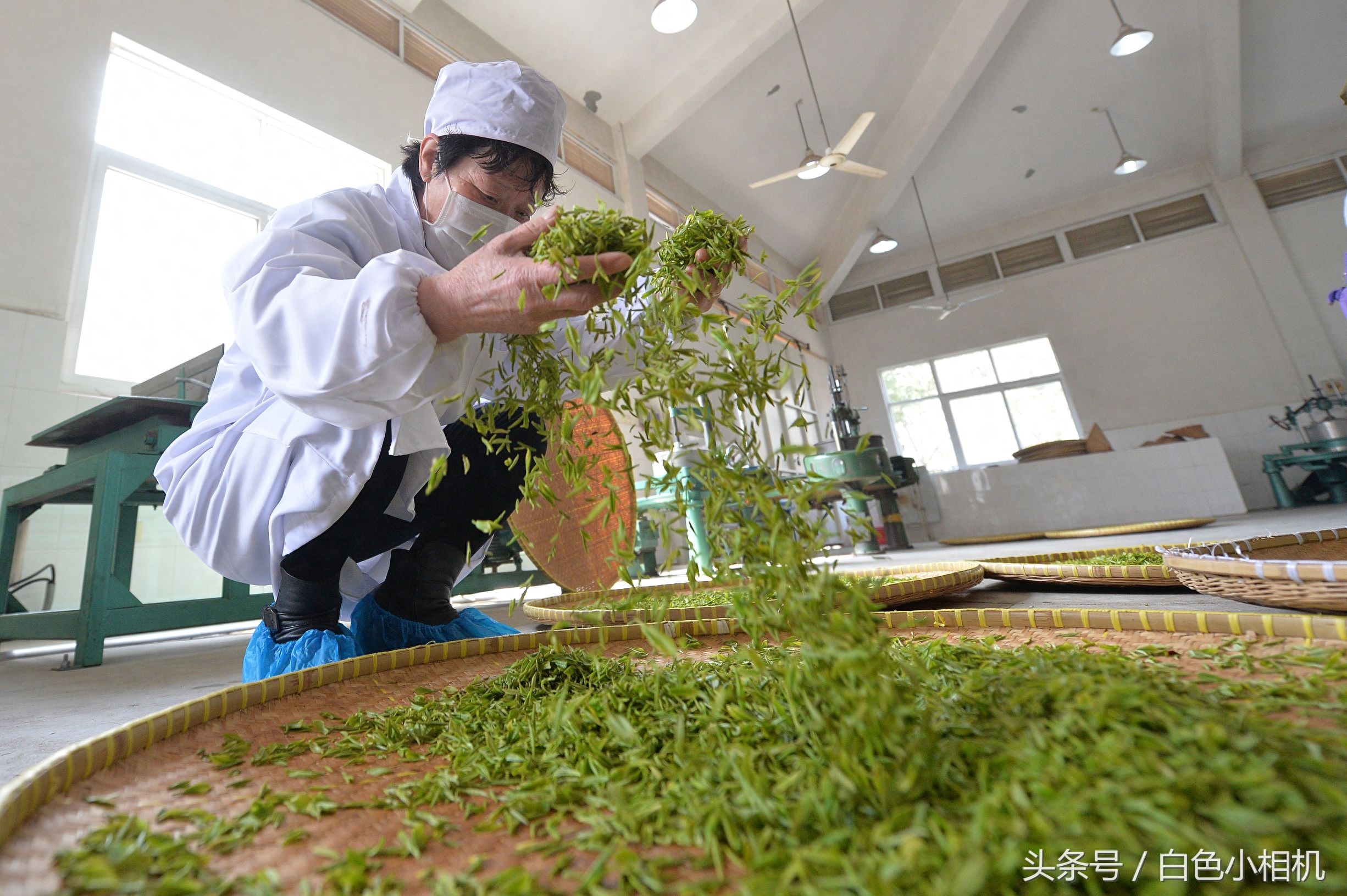 留香数十载 头锅钟山雨花茶开炒