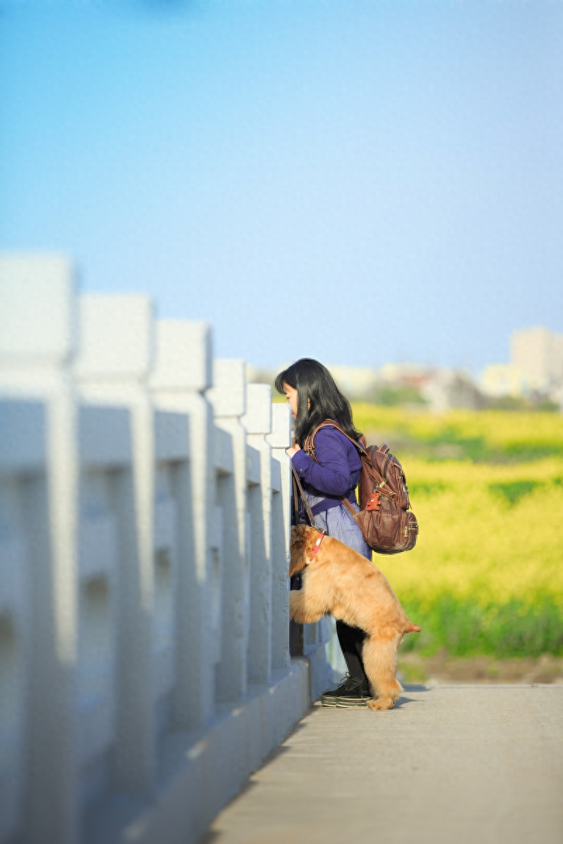 图虫人文摄影：宠物摄影-可卡犬