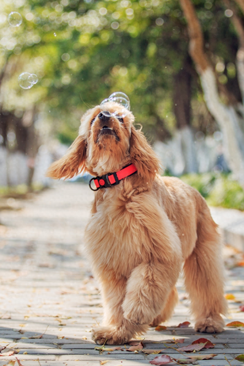 图虫人文摄影：宠物摄影-可卡犬