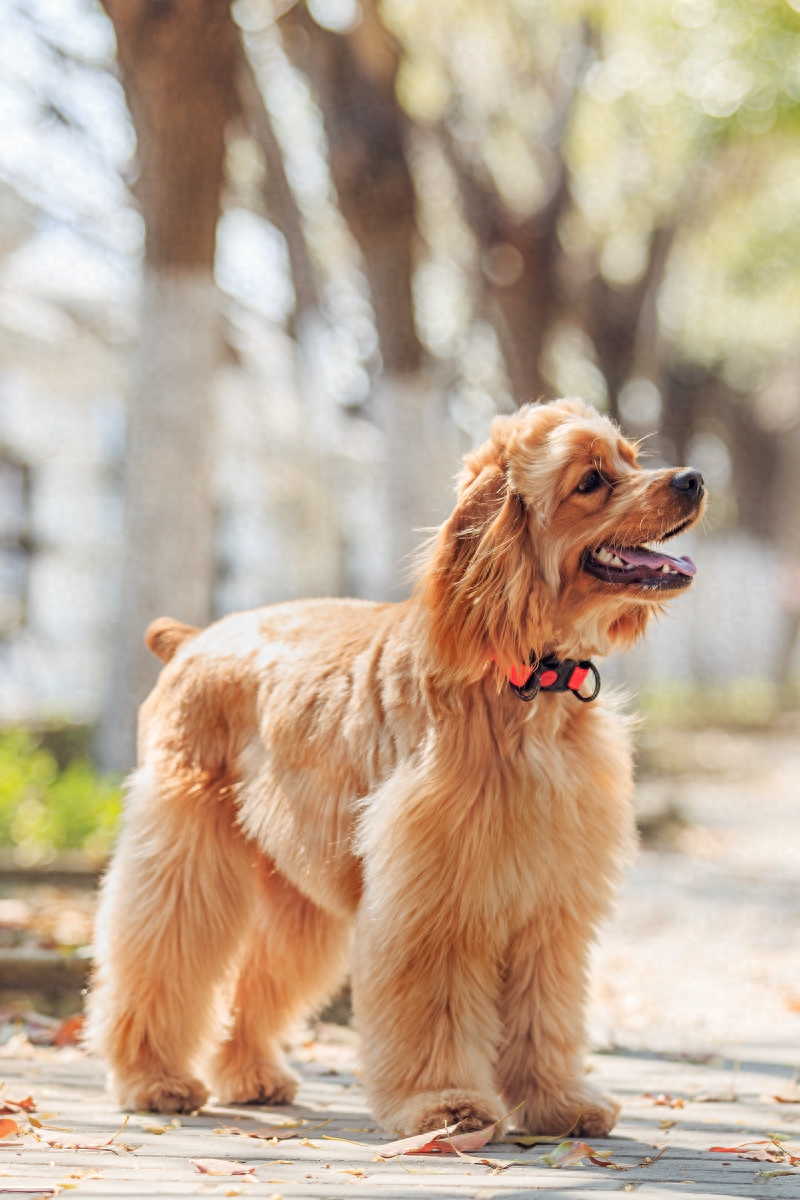 图虫人文摄影：宠物摄影-可卡犬