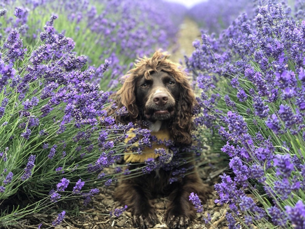 神似摇滚明星的犬，你见过么？英国可卡犬天生一头蓬松卷发