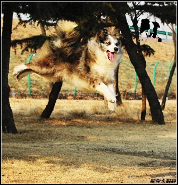 常见的不同颜色的边境牧羊犬