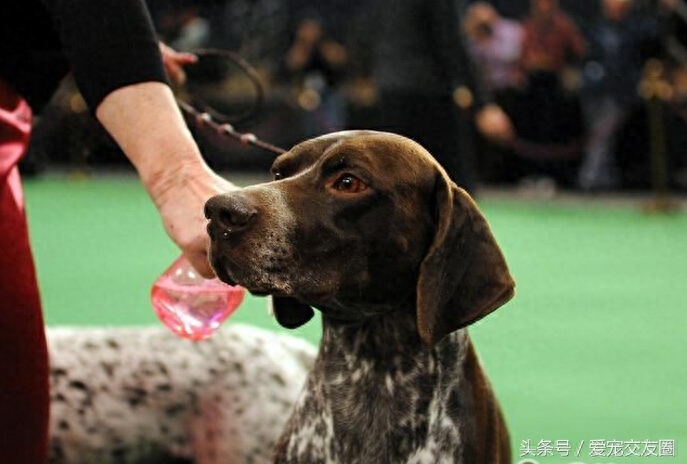 世界名犬，猎鸟犬中最古老的犬种，波音达猎犬