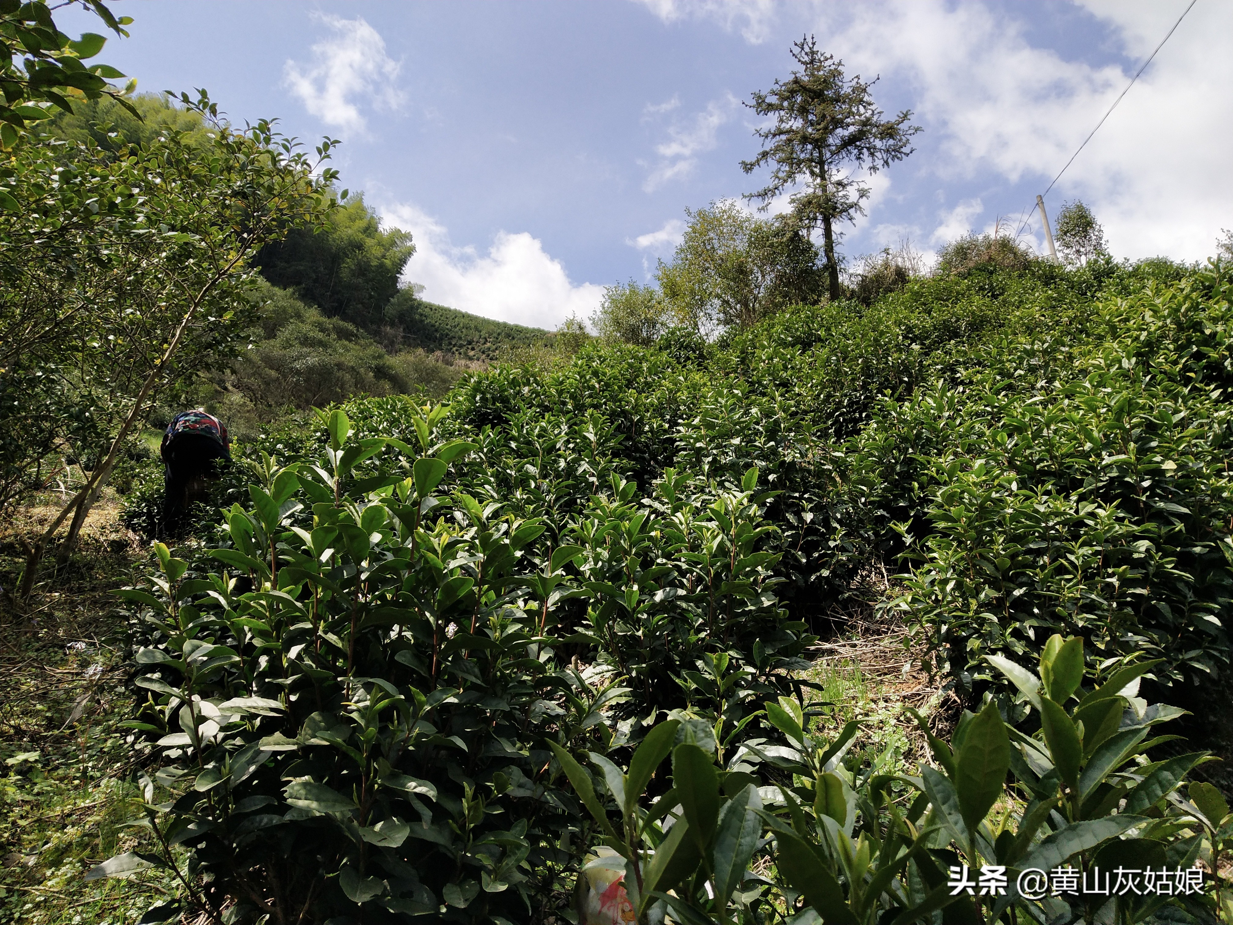 中国十大名茶-黄山毛峰，原产地富溪高山茶园正式开采